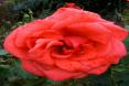 Eine rote Rose