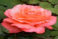 Tee-Hybriede Rose