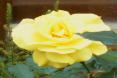 Gelbe Tee-Hybride Rose.