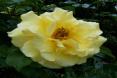 Tee-Hybriede Rose