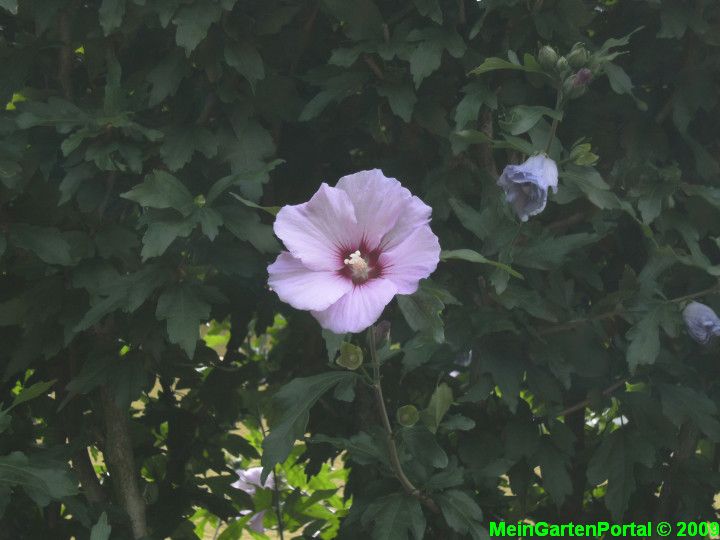 Rosa Hibiskusblüte